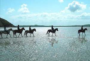 chevaux au bord de la mer