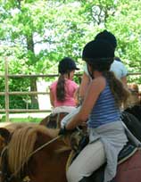 poneys montés