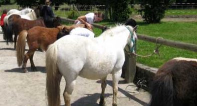 poneys
