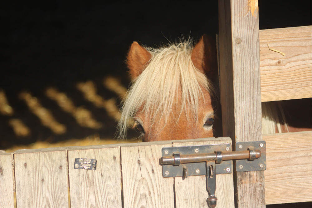 Animations vacances d'avril poney club montauban de bretagne